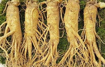 DỊCH VỤ CÔNG BỐ TIÊU CHUẨN CHẤT LƯỢNG NHÂN SÂM 26 cong bo chat luong sam