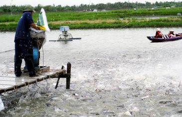 Mẫu Dự Án Xây Dựng Nhà Máy Chế Biến Cá Tra Xuất Khẩu 27 du an nha may che bien