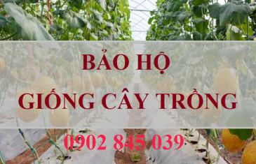 Đăng ký bảo hộ quyền sở hữu đối với giống cây trồng 24 bao ho giong cay trong